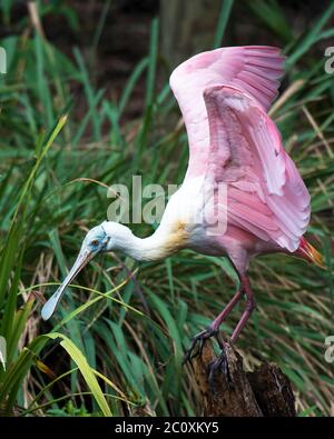 Rotschnabel Sponbill Vogel Nahaufnahme Profil mit ausgebreiteten Flügeln auf einem Stumpf mit Laub Hintergrund in seiner Umgebung und Umgebung thront. Stockfoto