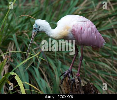 Rotbarsch Sponbill Vogel Nahaufnahme Profil Blick auf einem Stumpf mit rosa Federn, Schnabel, Auge, langen Hals, Füße in seiner Umgebung thront. Stockfoto