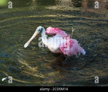Roseate Spoon Vogel im Wasser mit ausgebreiteten Flügeln und Spritzwasser genießen seine Umgebung und Umgebung. Stockfoto