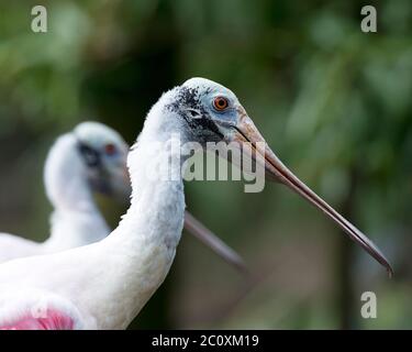 Rotschnabel-Vogelkopf mit Nahaufnahme und verwacklungsunscharfem Hintergrund mit langem Schnabel, langem Schnabel, Auge, Hals. Stockfoto