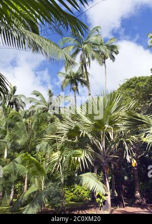 Bäume von tropischem Klima. Mauritius Stockfoto