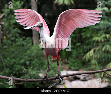 Rotschnabel Spoon Vogel mit ausgebreiteten Flügeln mit einem verschwommenen Hintergrund in seiner Umgebung und Umgebung thront. Schöner rosa Farbe Vogel. Stockfoto