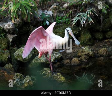 Roseate Spoon Vogel am Wasser auf einem Felsen mit Laub Hintergrund mit ausgebreiteten Flügeln mit einem in seiner Umgebung und Umgebung stehen. Wunderschön Stockfoto