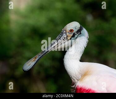 Rotauge Spoon Vogelkopf Nahaufnahme Ansicht Profil Kopf, Bill, Auge, Hals, seine Umgebung und Umgebung mit unscharfen Hintergrund. Stockfoto