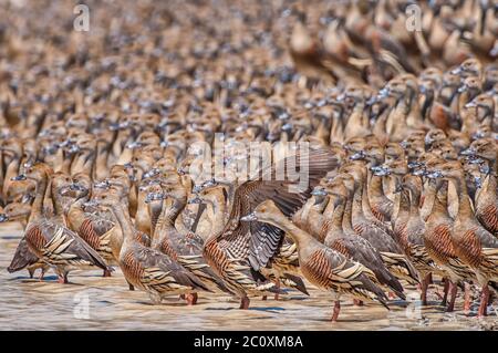 Individualismus glänzt, in einer großen Herde von Plumed Pfeifenten (Dendrocygna eytoni), neben einem Outback-Staudamm in der Cape York Region von Queensland. Stockfoto