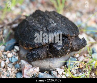 Schnappschildkröte Baby auf Kies mit einem Bokeh Hintergrund in seiner Umgebung und Umgebung sitzen. Stockfoto