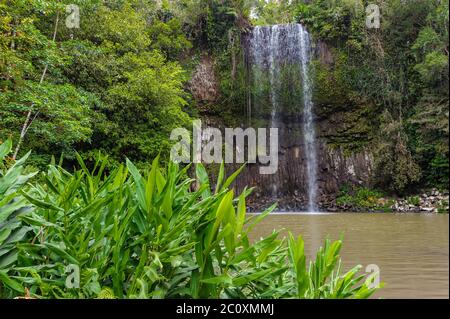 Landschaftlich schöner Blick durch den wilden Ingwer des Millaa Milla Wasserfalls, den meistfotografierten Fällen im tropischen Norden von Queensland, Australien. Stockfoto