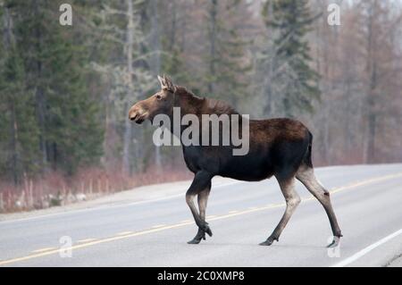 Elchtiere, die in der Wintersaison die Autobahn überqueren, mit einem Bokeh-Hintergrund in seiner Umgebung und Umgebung. Stockfoto