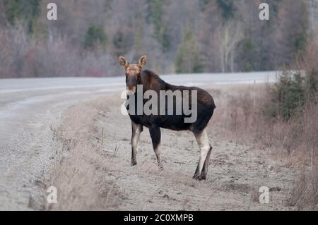 Elchtiere, die in der Wintersaison die Autobahn überqueren, betrachten die Kamera mit einem unscharfen Hintergrund in ihrer Umgebung und Umgebung. Stockfoto