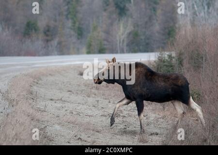 Elchtiere, die in der Wintersaison die Autobahn überqueren, mit einem Bokeh-Hintergrund in seiner Umgebung und Umgebung. Stockfoto