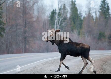 Elchtiere überqueren die Autobahn in der Wintersaison mit Straße, Bäumen, Himmel Hintergrund in seiner Umgebung und Umgebung. Stockfoto