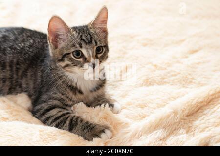 Niedliches graues tabby Kätzchen liegt auf einer beigen Felldecke, horizontales Bild, Kopierraum. Stockfoto