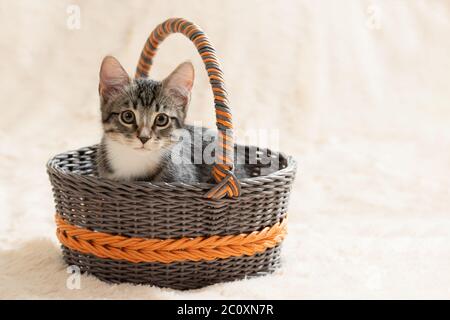 Niedliches graues tabby Kätzchen sitzt in einem Weidenkorb auf einem Hintergrund eines cremefarbenen Pelzkarierten, Kopierraum. Stockfoto