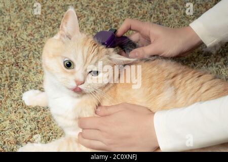 FURminator Kämmen eine niedliche cremige britische Katze. Tierpflege, Pflegekonzept. Stockfoto