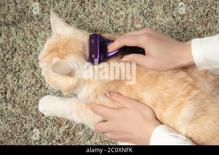 FURminator Kämmen eine niedliche cremige britische Katze. Tierpflege, Pflegekonzept. Stockfoto