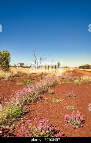 Niedrige Perspektive der Junggesellen Knopfblumen auf den ikonischen roten Steinen und offenen blauen Himmel der Pilbara in Western Australia. Stockfoto