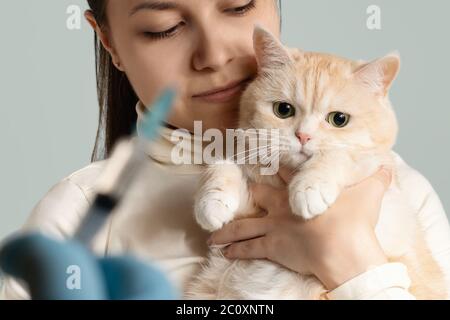 Ein junges Mädchen mit einer niedlichen Cremekatze an der Der Tierarzt bereitet sich auf die Impfung vor Stockfoto