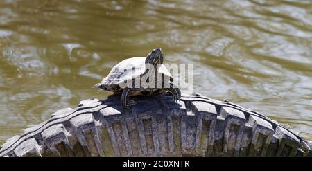 Nette Schildkröte in einem Teich in einem Auto Reifen Stockfoto