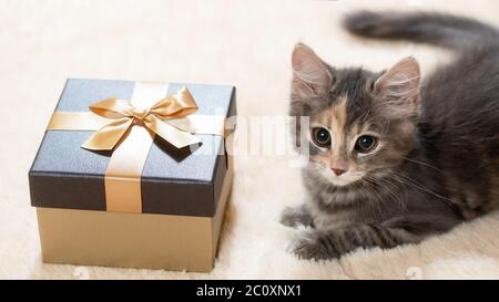 Niedliches flauschiges Kätzchen liegt auf einem cremefarbenen Pelzkaro neben einer goldenen Geschenkbox. Stockfoto