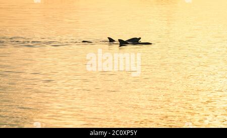 Goldener Sonnenuntergang, als wilde Delfine nach der Fütterung im beliebten Monkey Mia's Conservancy in Western Australia wieder ins Meer ziehen. Stockfoto