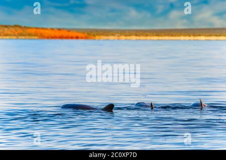 Indischer Ozean bei Monkey Mia mit wilden Delfinen warten auf Fütterung Zeit in der westaustralischen Marine Delphin Conservancy. Stockfoto