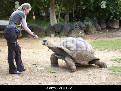 Junge schöne touristische Frau füttert eine Schildkröte Stockfoto