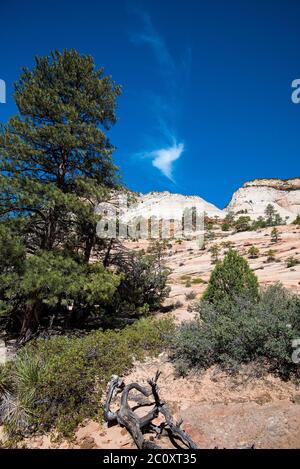 Landschaftlich schöne Bilder des Zions National Park vom Highway 9. Der Park ist in zwei Hauptbereiche unterteilt: Die landschaftlich reizvolle Schleife und Highway 9. Jede Gegend ist wunderschön. Stockfoto