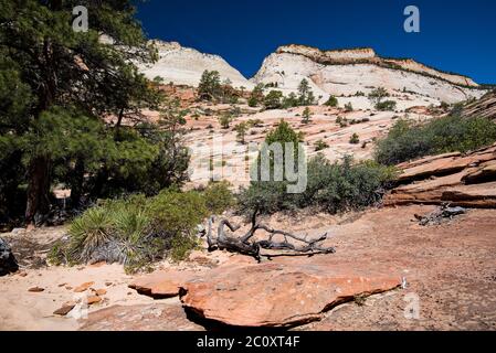 Landschaftlich schöne Bilder des Zions National Park vom Highway 9. Der Park ist in zwei Hauptbereiche unterteilt: Die landschaftlich reizvolle Schleife und Highway 9. Jede Gegend ist wunderschön. Stockfoto