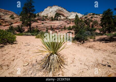 Landschaftlich schöne Bilder des Zions National Park vom Highway 9. Der Park ist in zwei Hauptbereiche unterteilt: Die landschaftlich reizvolle Schleife und Highway 9. Jede Gegend ist wunderschön. Stockfoto