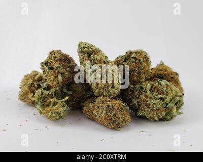 Gruppe von trockenen Blumen Sativa Cannabis Knospen Nahaufnahme vor einem weißen Hintergrund Stockfoto