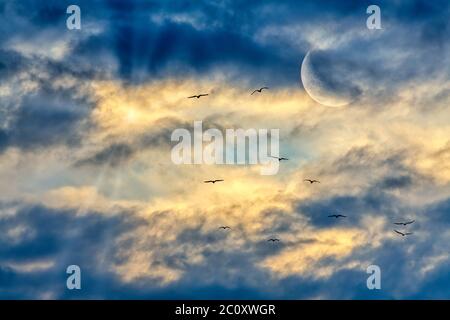 Eine Gruppe Vögel fliegen in den Sonnenuntergang des Sonnenstrahls, während der Mond am Himmel aufsteigt Stockfoto