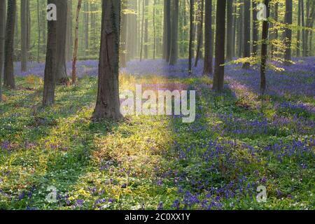 Sonnig Frühling blühenden Wald Stockfoto