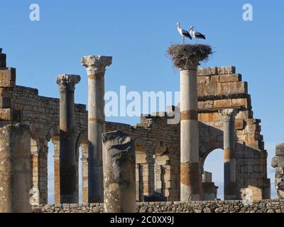 Die archäologische Stätte Volubilis in marokko Stockfoto