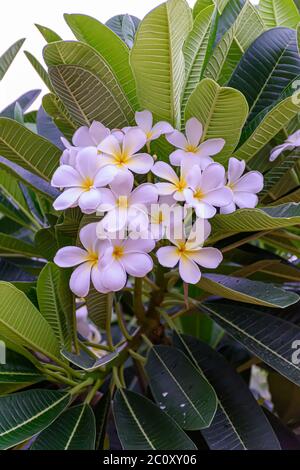 Nahaufnahme der Plumeria Blume mit verschwommenem Hintergrund (selektiver Fokus) Stockfoto