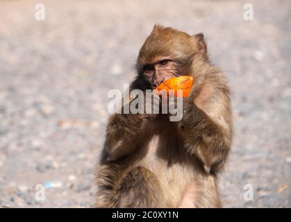 Barbaren Makaken im Atlasgebirge in marokko essen eine Orange Stockfoto