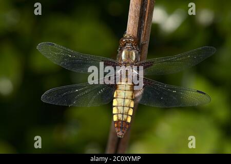 Dieses Nahaufnahme-Makrobild einer weiblichen Breitkörperjäger-Libelle zeigt im Detail die Musterungen des braunen Körpers und der Flügel. Stockfoto