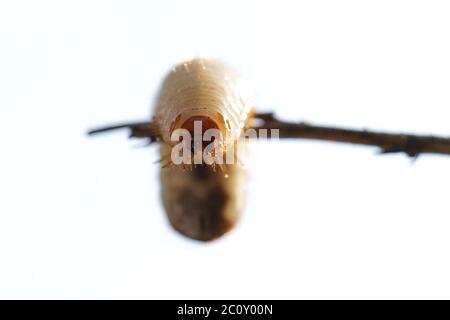 Nahaufnahme der weißen Schäfer-Larven Stockfoto