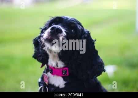 Niedliche schwarz-weiße weibliche englische Cocker Spaniel Welpen im Gras Stockfoto