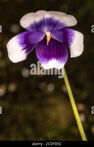 Australisches Violett (Viola hederacea) Stockfoto