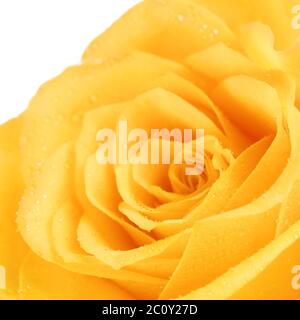 Gelbe Rose Blume Stockfoto