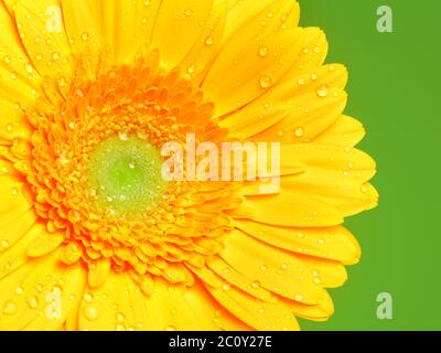 Gelbe Gerbera Blume Stockfoto