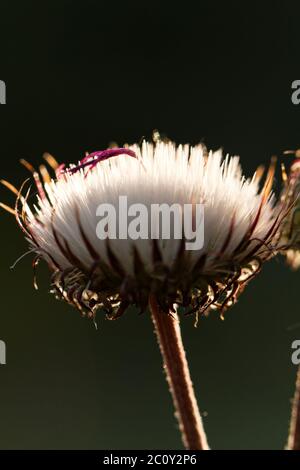 Löwenzahnsamen verwehen im wind Stockfoto