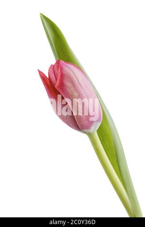 Rote Tulpe auf weißem Hintergrund Stockfoto