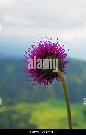 Alpen-Thistle - Hochgrat - Naturpark Nagelfluhkette Stockfoto