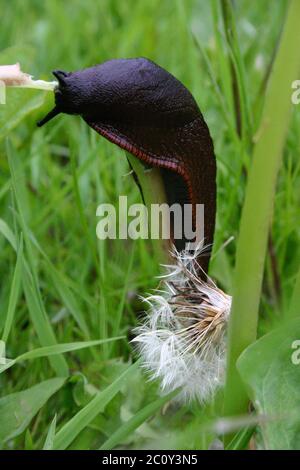 Große schwarze Schnecke Stockfoto