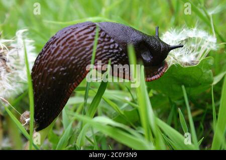 Große schwarze Schnecke Stockfoto