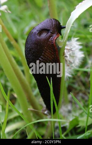 Große schwarze Schnecke Stockfoto