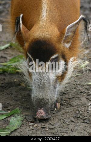 Pinsel Ohr Schwein Stockfoto