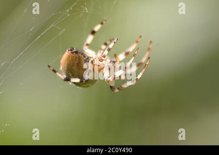 Kreuzspinne mit vier Flecken Stockfoto