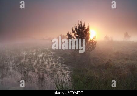 Nebliger Sonnenaufgang über wildem Sumpf Stockfoto